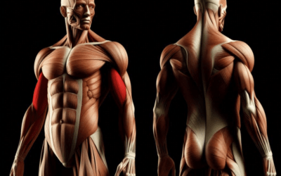 Comment travailler les biceps ?