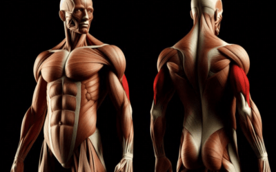 How to grow triceps ?